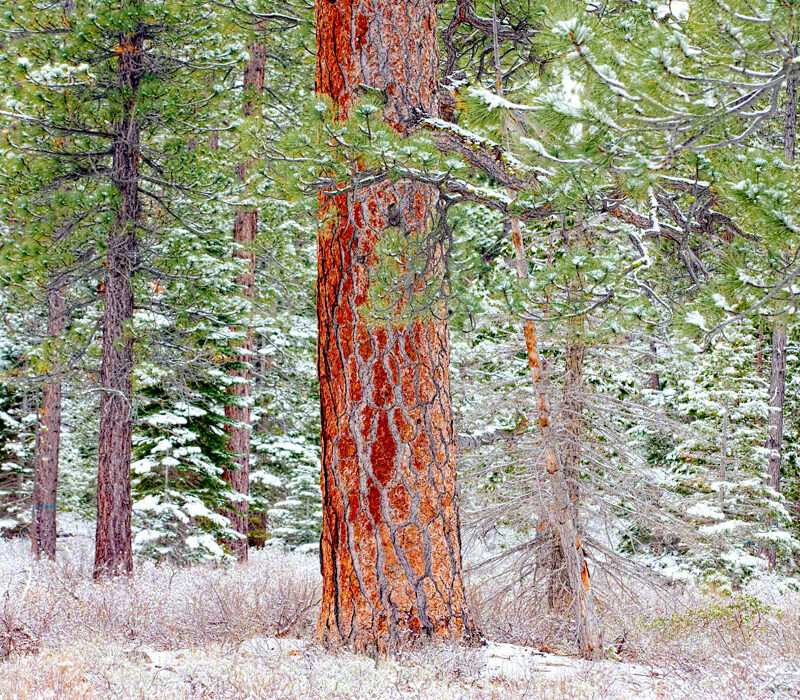 Pine and Snow, Lake Tahoe, California