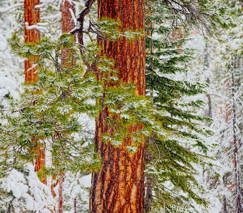 Pine and Snow, Lake Tahoe, California