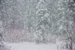 Snowing Heavily, Lake Tahoe, California