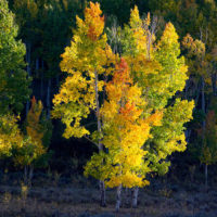 Backlit Trees, Colorado