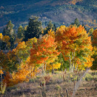 Autumn Glory, Mountain Village, Colorado