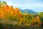 Autumn Glory, Mountain Village, Colorado