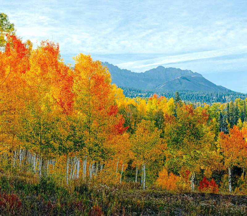 Autumn Glory, Mountain Village, Colorado