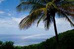 Caribbean Rainbow