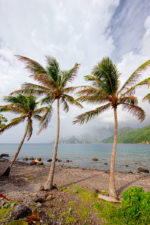 Palms at Scotts Head