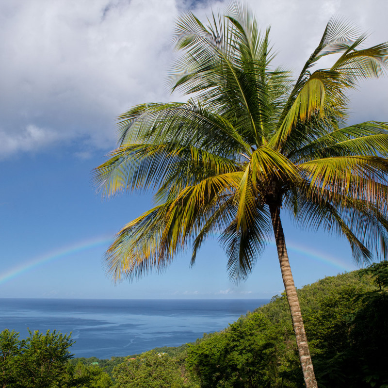 Caribbean Rainbow