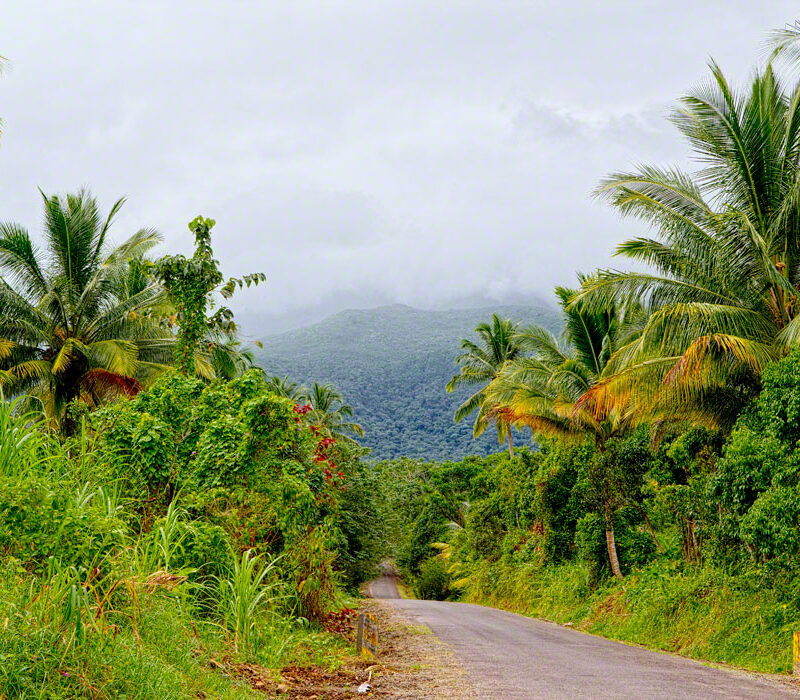 Jungle Road