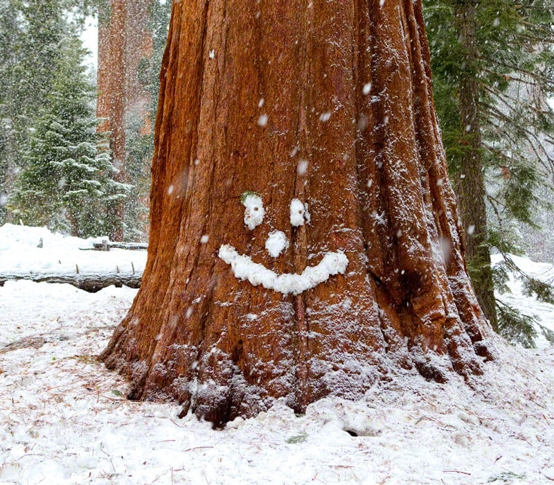 Sequoia With a Smile
