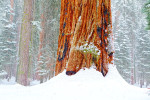 Snowing in Sequoia