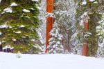 Snowing in Sequoia