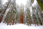 Over 240′ Tall Trees in the “Congress Group” Over 240' Tall Trees in the "Congress Group"
