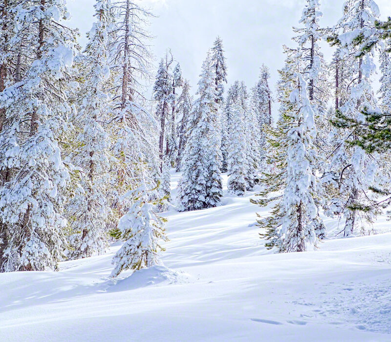 Fresh Snow at Badger Pass