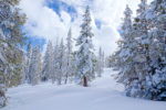 Fresh Snow at Badger Pass