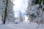 Fresh Snow at Badger Pass Fresh Snow at Badger Pass