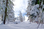 Fresh Snow at Badger Pass