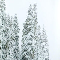 Snowy Drive Through Mt Rainier Natl Park, Washington