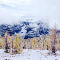 Snow and Fall Color in Larch Valley, Banff Natl Park, Canada