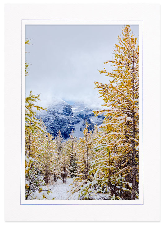 Snow and Fall Color in Larch Valley, Banff Natl Park, Canada