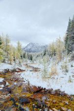 Snow and Fall Color in Larch Valley, Banff Natl Park, Canada