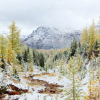 Snow and Fall Color in Larch Valley, Banff Natl Park, Canada