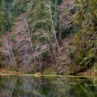 Hoh National Rainforest, Olympic Natl Park, Washington