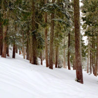 Snowing @ Mt Rainier Natl Pk, Washington