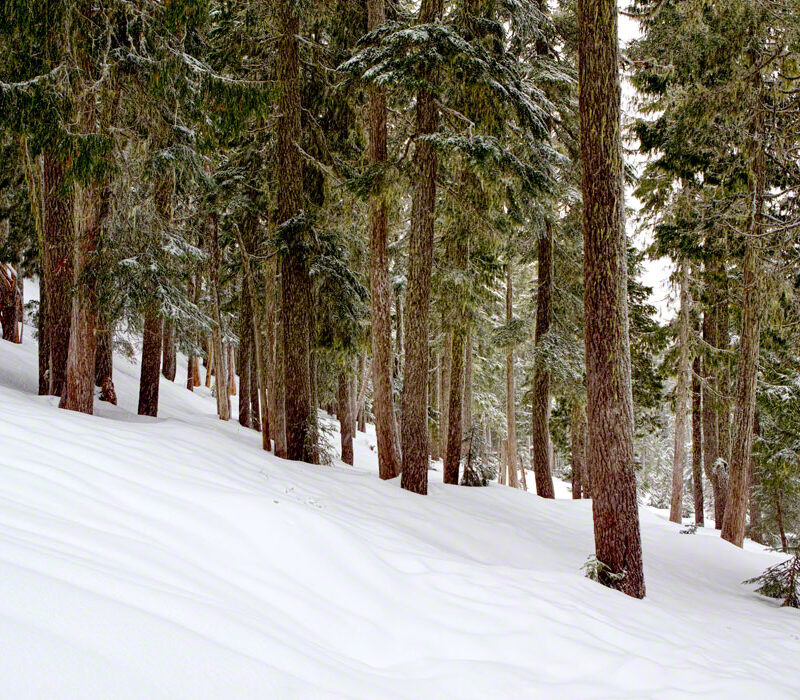 Snow @ Mt Rainier Natl Pk, Washington