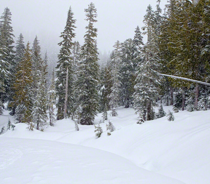 Snowing @ Mt Rainier Natl Pk, Washington