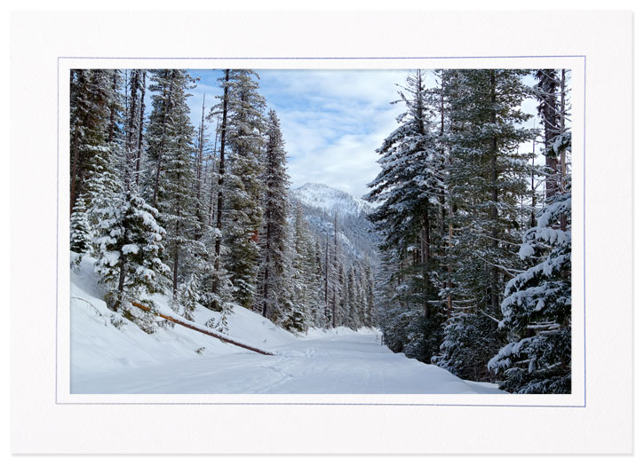 Snow in Mt Rainier National Park