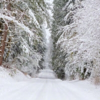 Snowy Drive