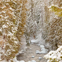 Snow on the American River, Mt Rainier National Park, Washington.