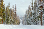 Driving Thru the Winter Wonderland