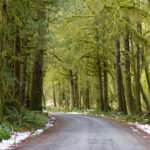 2-18-19: Hoh National Rainforest 2019_02_18-2505_V1