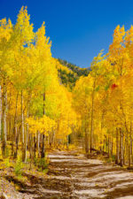 Colorado Fall Color