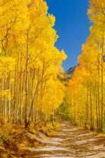 Colorado Fall Color