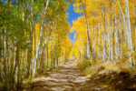 Colorado Fall Color