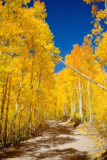 Colorado Fall Color