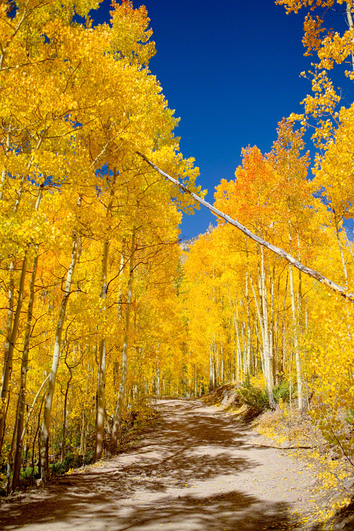 Colorado Fall Color