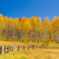 Fall Color on Colorado 8
