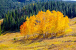 Fall Color on Colorado 8