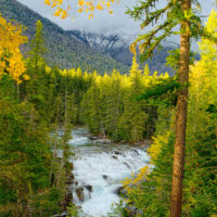 Avalanche Creek Trail