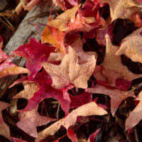 Fall Color, Leavenworth, Washington