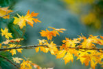 Fall Color, Leavenworth, Washington