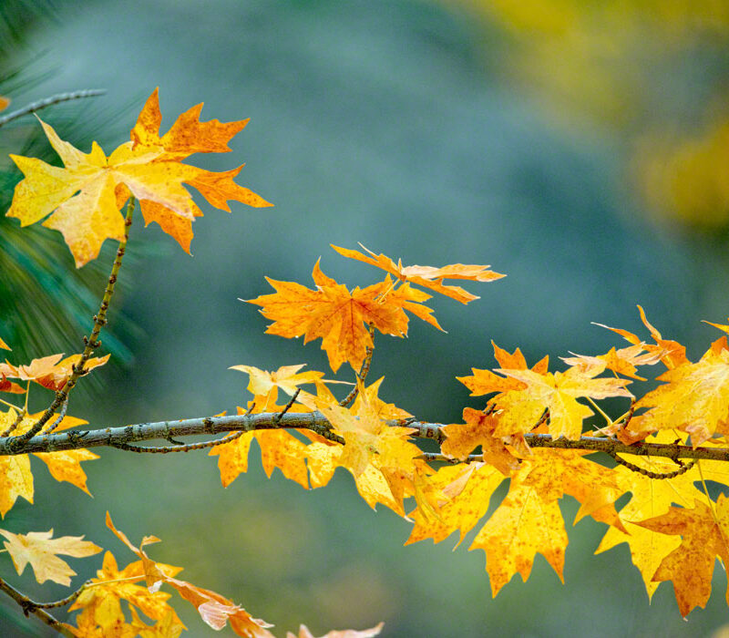 Fall Color, Leavenworth, Washington