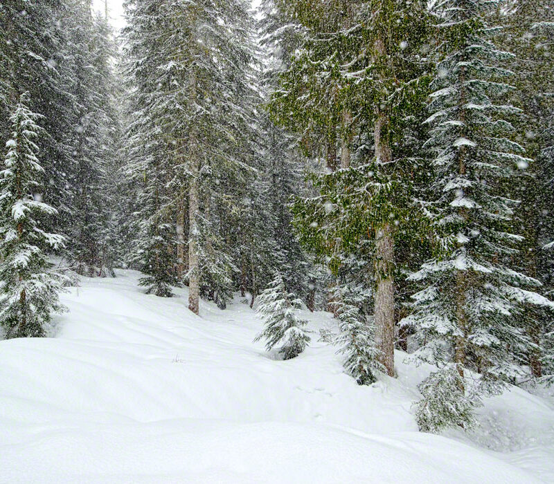 Snowshoeing in the Forest