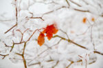 Snow-covered Maple Leaf