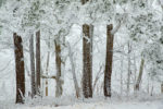 Frosty Forest, Talimena Byway, Oklahoma