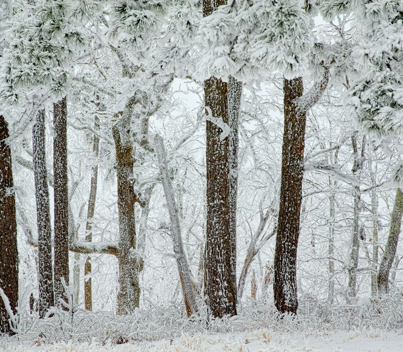 Frosty Forest, Talimena Byway, Oklahoma