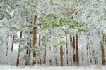 Snow-crusted pines, on the Talimena Byway, Oklahoma