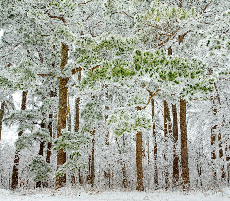 Snow-crusted pines, on the Talimena Byway, Oklahoma